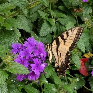 Meet your Posher, Theresa